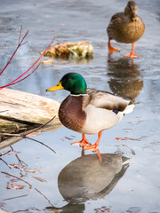 A beautiful closeup portrait photograph of a wild mallard duck standing on ice on a frozen pond in rural Wisconsin with reflection on the wet surface below.