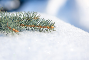 Naklejka na ściany i meble Twigs of fir tree in the snow, winter background