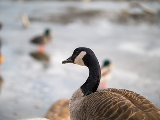 A close up photograph of a wild Canadian goose with a couple of mallard ducks standing on the ice of a frozen pond blurred in the background beyond.
