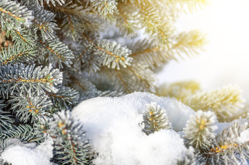 Twigs of fir tree in the snow, winter background