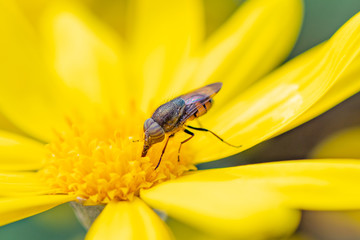 昆虫　マクロ撮影　接写　マクロの世界