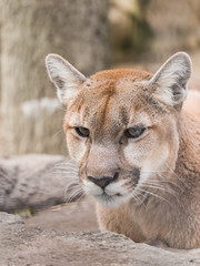 A closeup portrait photograph of a wild puma mountain lion or cougar with soft cream colored fur and blurred bokeh background.