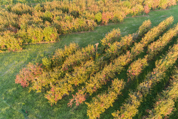 Obstbaumplantage im Herbstkleid