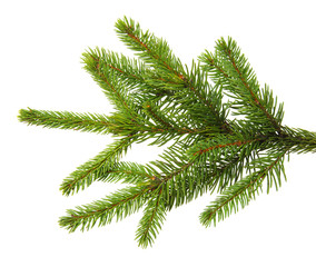 Fir branch isolated on white