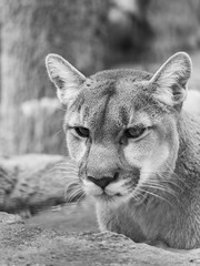 A close up black and white wildlife portrait photograph of an adult cougar mountain lion or puma with blurred bokeh background.