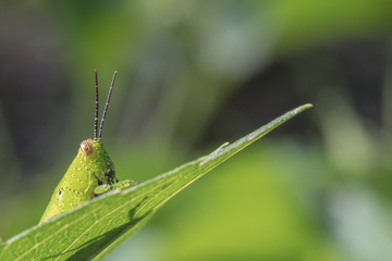 A  green grasshopper in nature background.