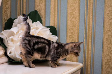 kitten cat Scottish straight, loose fluffy, animal munchkin