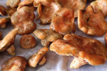 Some wet saffron milk cap mushrooms (Lactarius deliciosus), very similar to Lactarius sanguifluus and Lactarius deterrimus, drying on a cloth