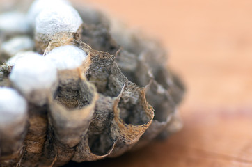 wasp nest with larvae, honeycomb wasp, closeup