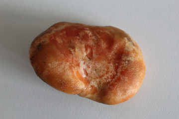 The depressed, irregular orange cap of saffron milk cap mushrooms (Lactarius deliciosus), similar to Lactarius  Sanguifluus and Lactarius  Deterrimus