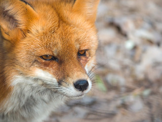 A beautiful closeup wildlife photograph portrait of a red fox head with blurred leaves bokeh in the background.