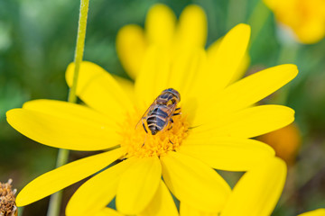 昆虫　マクロ撮影　接写　マクロの世界