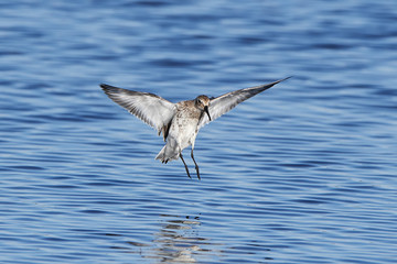 Dunlin (Calidris alpina)