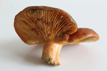 A side view of the a saffron milk cap mushrooms (Lactarius deliciosus), similar to Sanguifluus and Deterrimus, showing orange gills (lamellae)