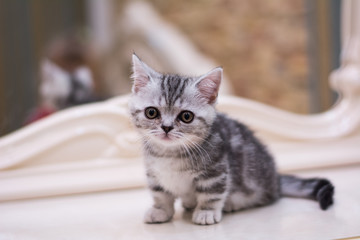 kitten cat Scottish straight, loose fluffy, animal munchkin