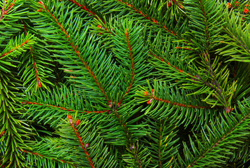 Background of pine branches.