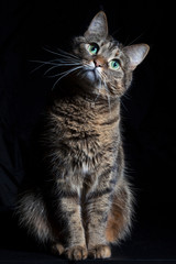 Domestic cat on a black background