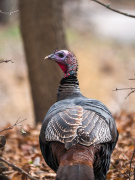 A closeup wildlife photograph of a male wild bronze colored turkey walking into the woods with leaves and trees in the background and its back facing the camera in Wisconsin.