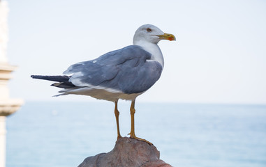 Seagull sitting on a stone