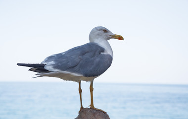 Fototapeta na wymiar Seagull sitting on a stone
