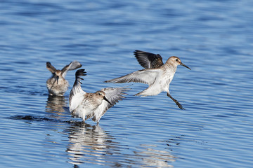 Dunlin (Calidris alpina)