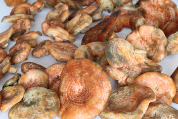 Close view of many saffron milk cap mushrooms (Lactarius deliciosus) caps, similar to Lactarius Sanguifluus and Lactarius Deterrimus, on a white table