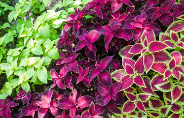 Beautiful leaves of Coleus