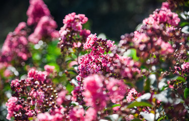 Blooming Lagerstroemia or Indian Lilacs
