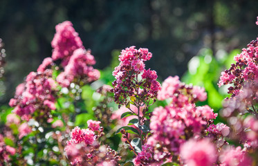 Blooming Lagerstroemia or Indian Lilacs