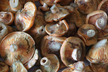 A close view of many saffron milk cap mushrooms (Lactarius deliciosus) lower caps, similar to Lactarius Sanguifluus and Lactarius Deterrimus