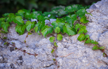 Texture of the wall covered with leaves of the Bush