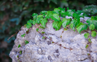 Texture of the wall covered with leaves of the Bush