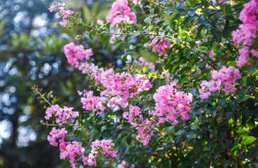 Blooming Lagerstroemia or Indian Lilacs