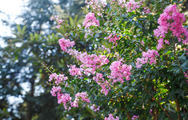 Fototapeta premium Blooming Lagerstroemia or Indian Lilacs