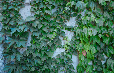 Texture of the wall covered with leaves of the Bush