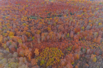 Luftbild herbstlich gefärbter Mischwald