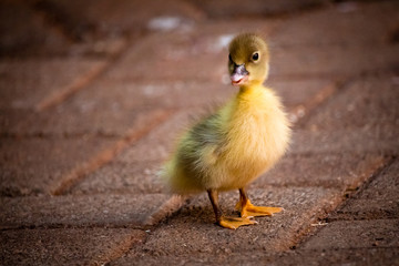 cute duckling