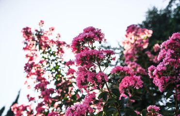 Blooming Lagerstroemia (Indian Lilacs)