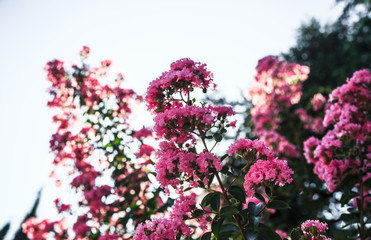Obraz premium Blooming Lagerstroemia or Indian Lilacs