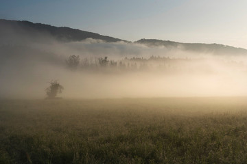 Nebliger Sommermorgen