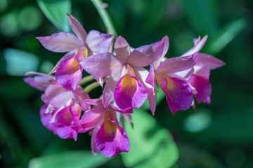 Pink Orchid flowers in tropical garden.