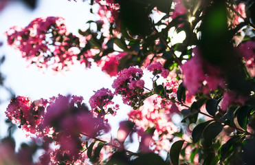 Blooming Lagerstroemia (Indian Lilacs)