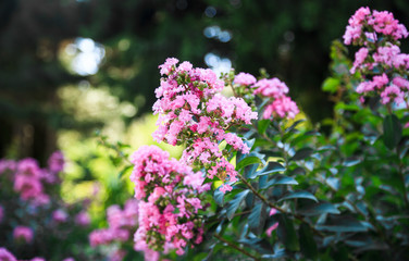 Blooming Lagerstroemia (Indian Lilacs)