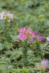 Close up pink Cleome hassleriana flower or spider flower in a garden.Commonly known as spider plant, pink queen, or Grandfather's Whiskers.