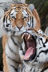 Amur Tiger (Panthera tigris altaica)