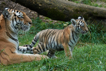 Amur Tiger (Panthera tigris altaica)