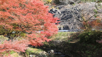 紅葉と四季桜と川
