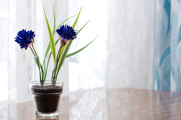 Decorative artificial flowers on wooden table light from window