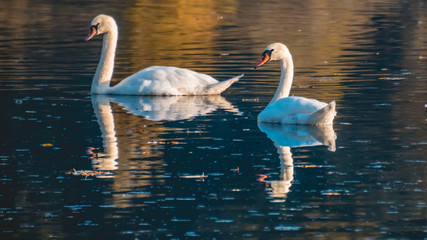 Beautiful swans swimming in water with reflections