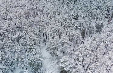 Beautiful winter forest - view from above